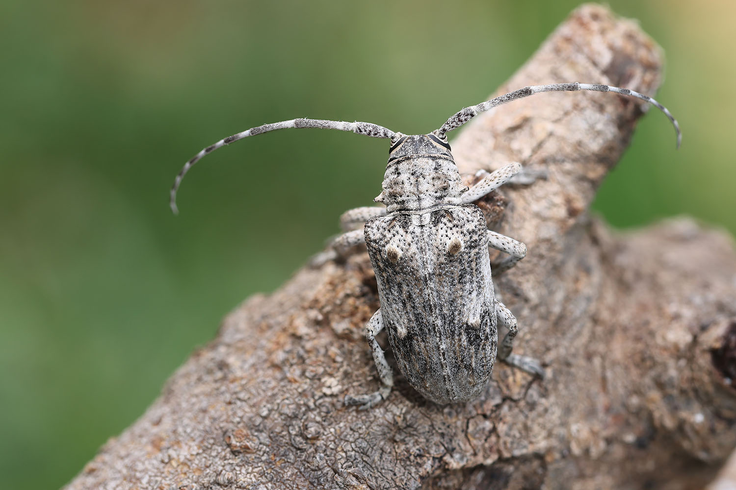 Crossotus subocellatus 