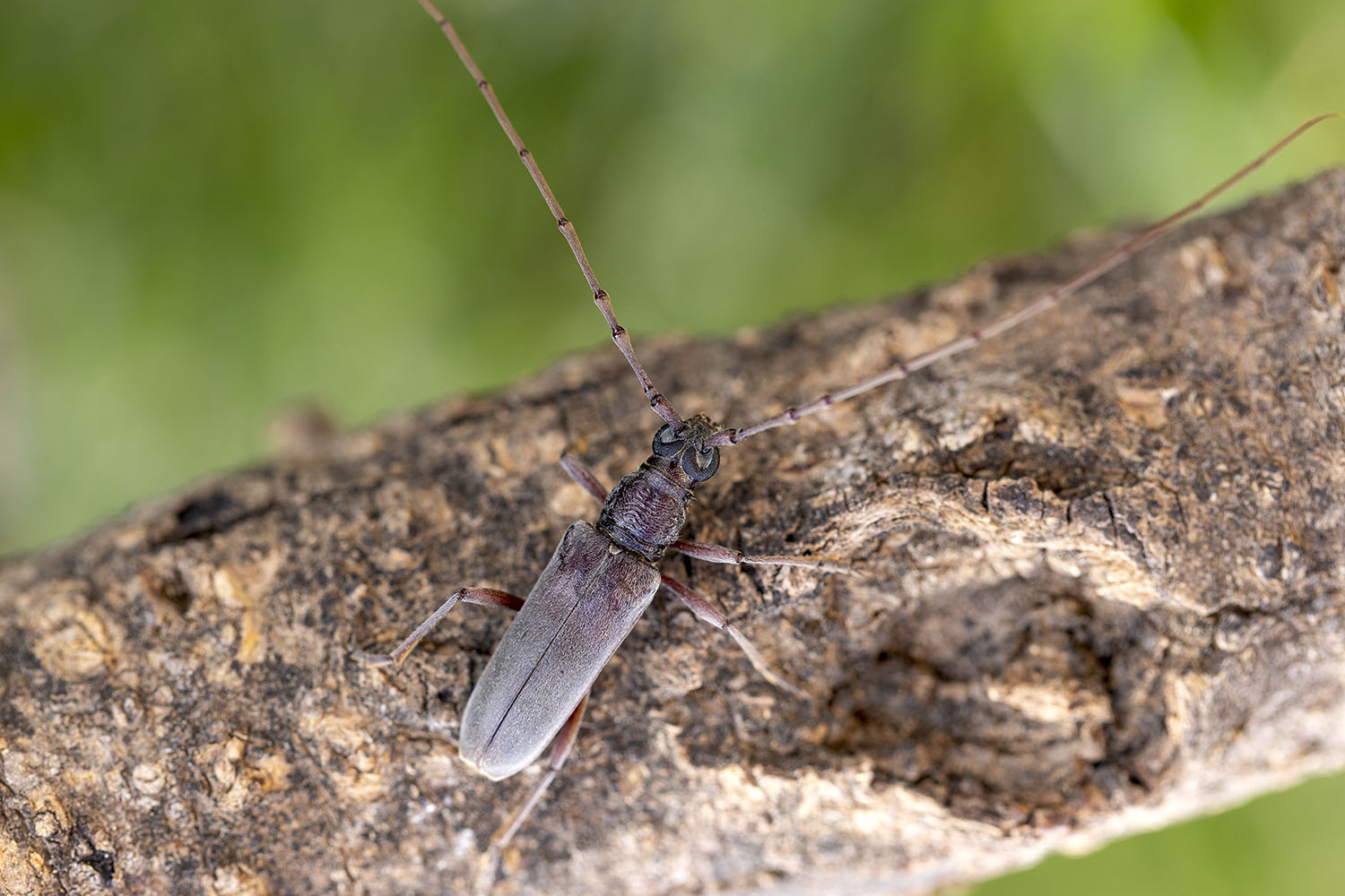 Derolus iranensis arabicus