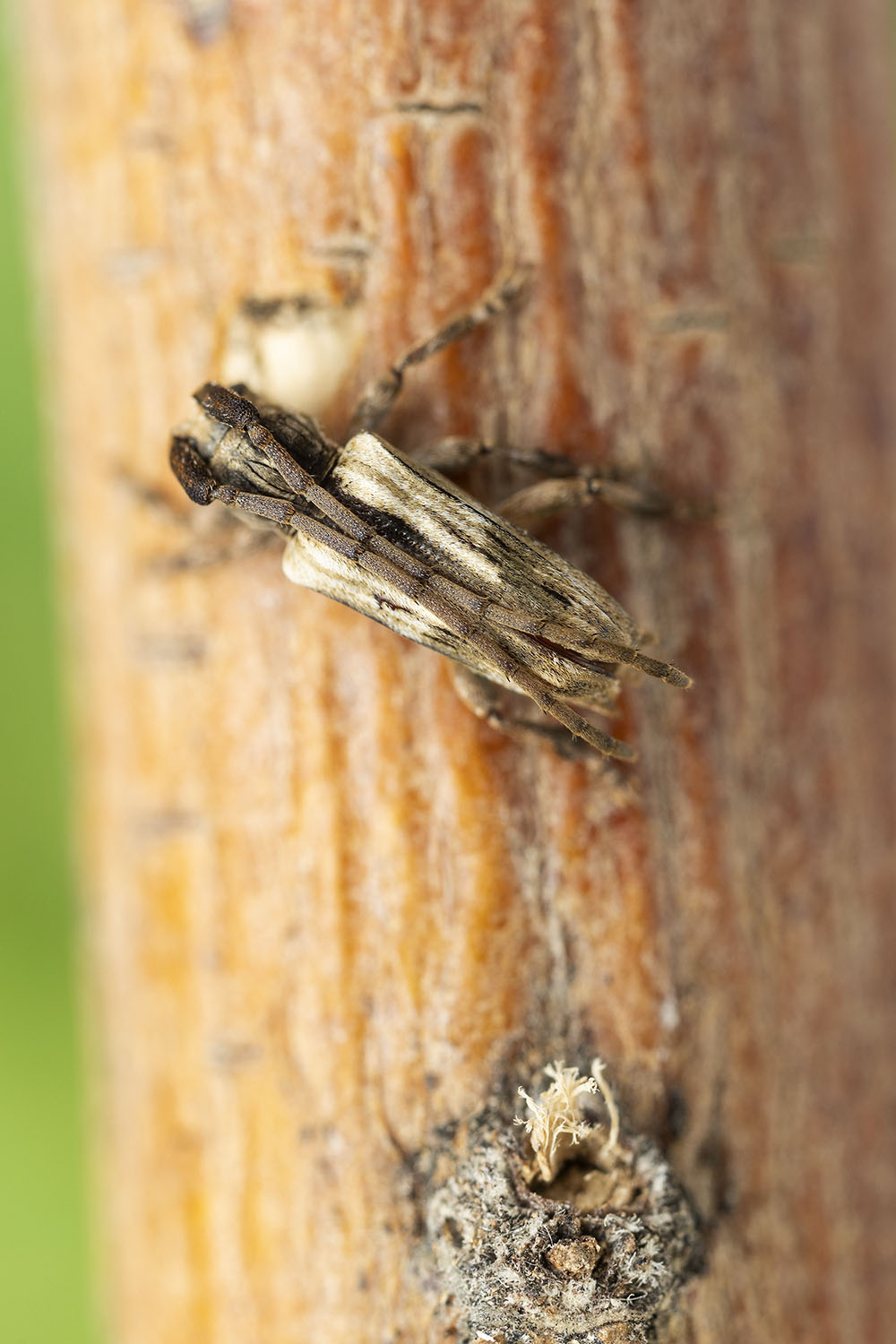 Discolops strigicollis 