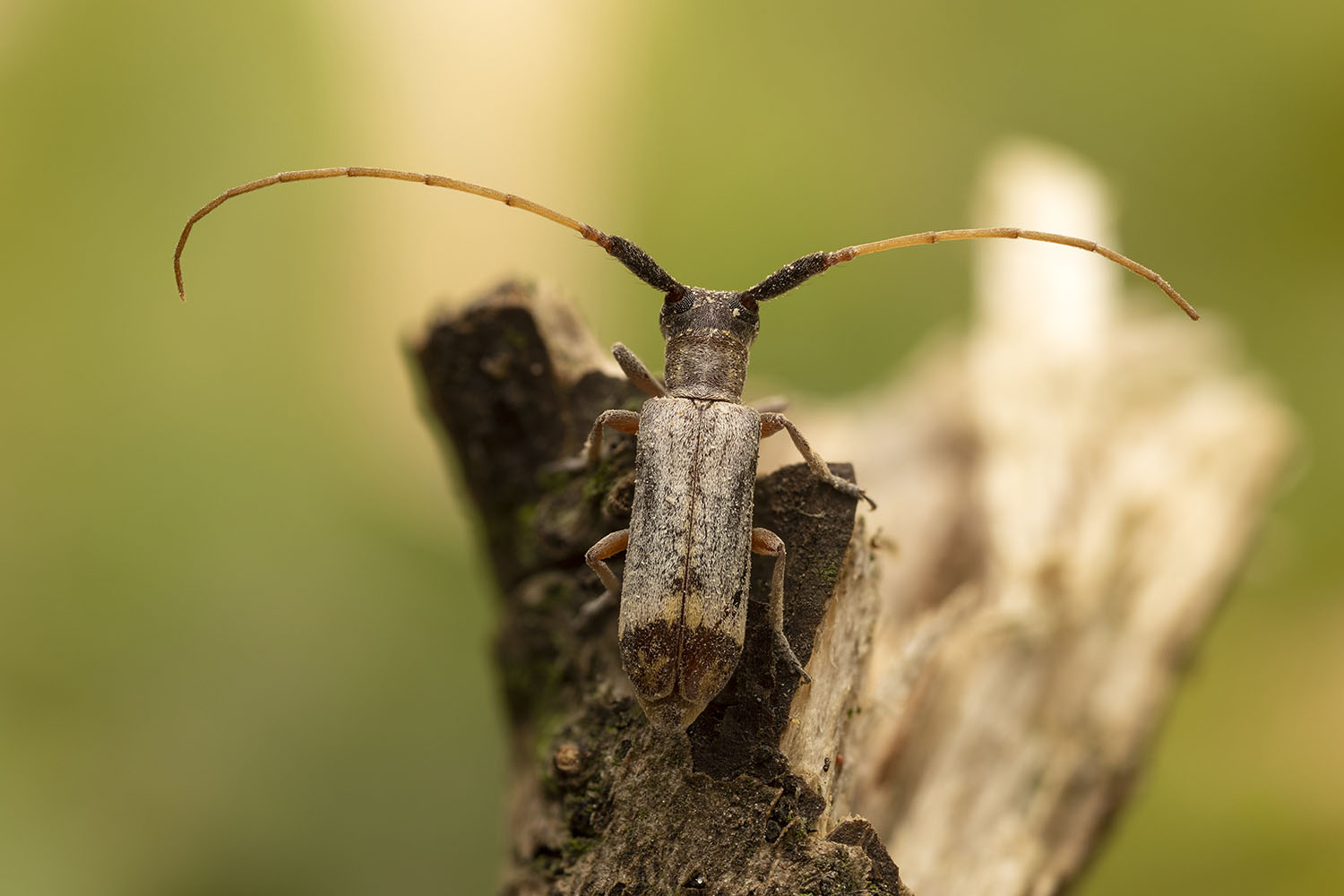 Eunidia kristenseni kristenseni