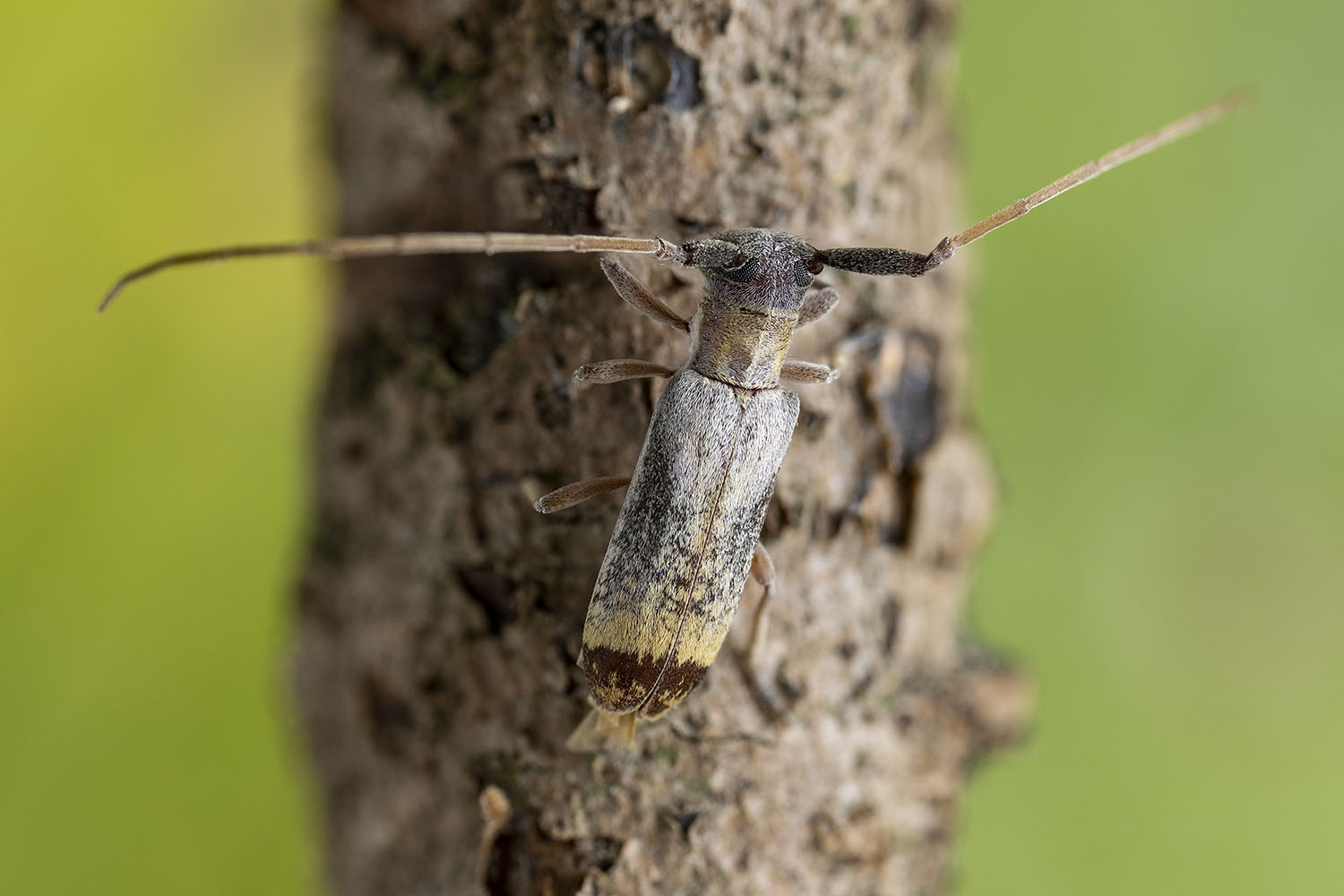 Eunidia kristenseni kristenseni