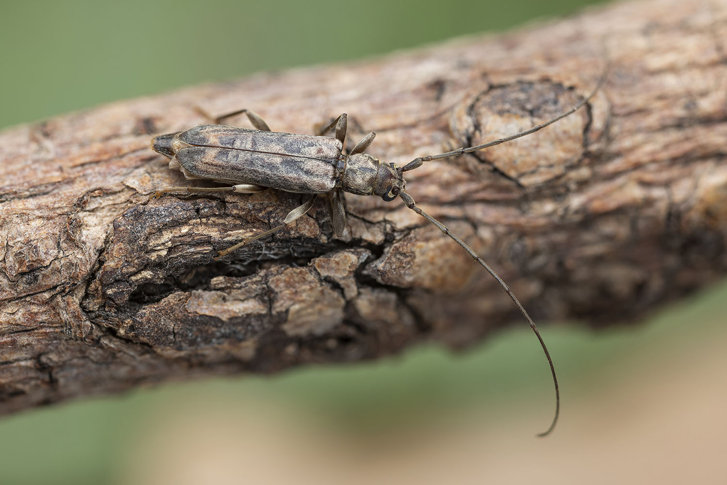 Pelossus clarki 