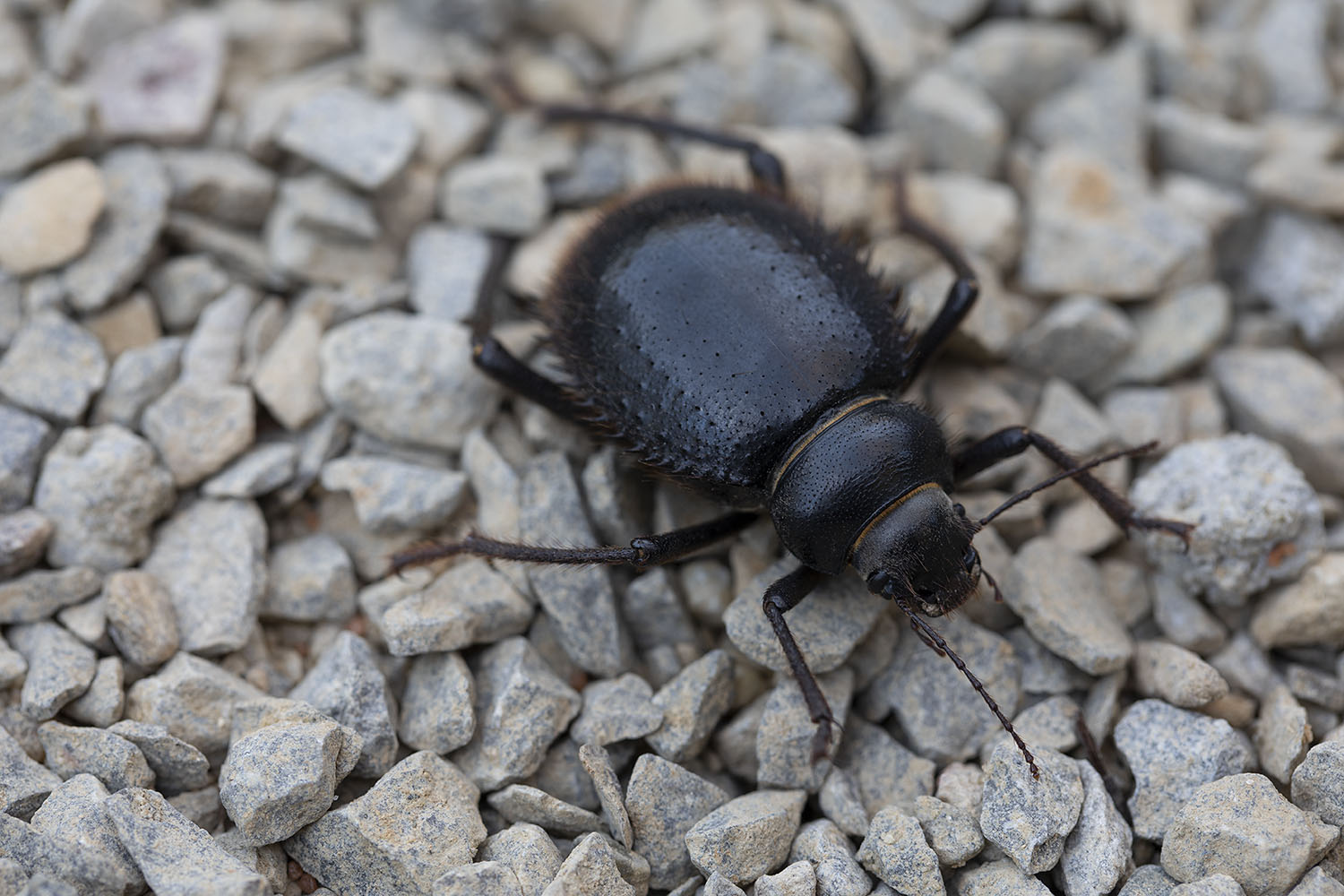 Prionotheca coronata 