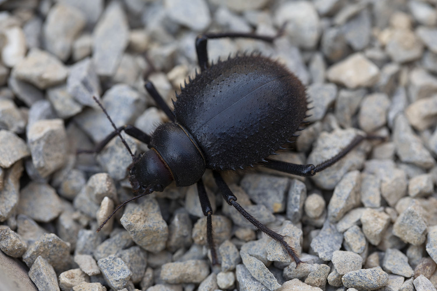 Prionotheca coronata 