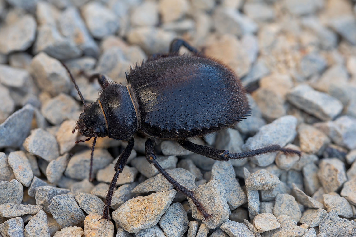 Prionotheca coronata 