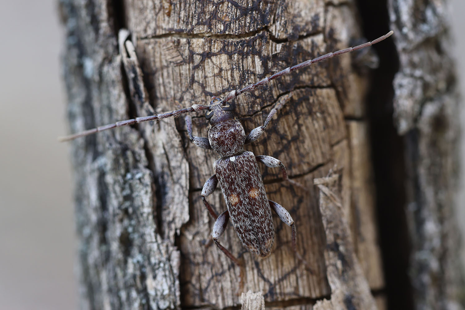 Swaziphanes bimaculatus 