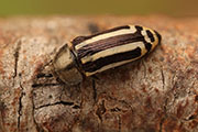 Acmaeodera grata 