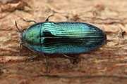 Acmaeodera polita 