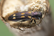 Agrilus schotianus 