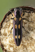 Agrilus schotianus 