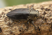 Chrysobothris dorsata 