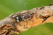 Cleroclytus semirufus semirufus