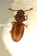 beetle unknown03 