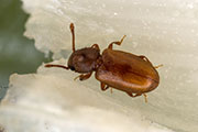 beetle unknown03 
