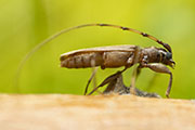 cerambycidae unknown02 