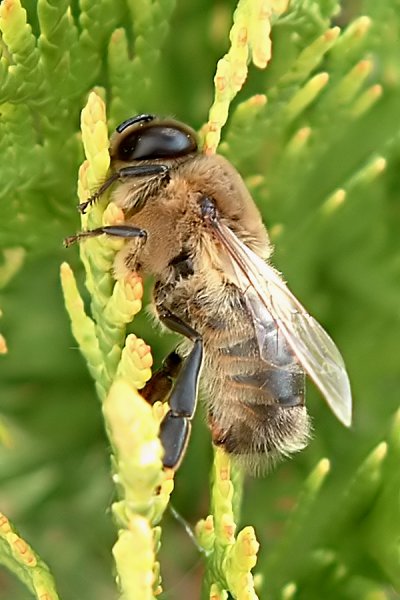 Apis mellifera 