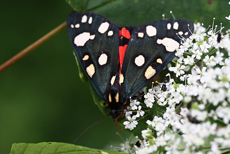 Callimorpha dominula 