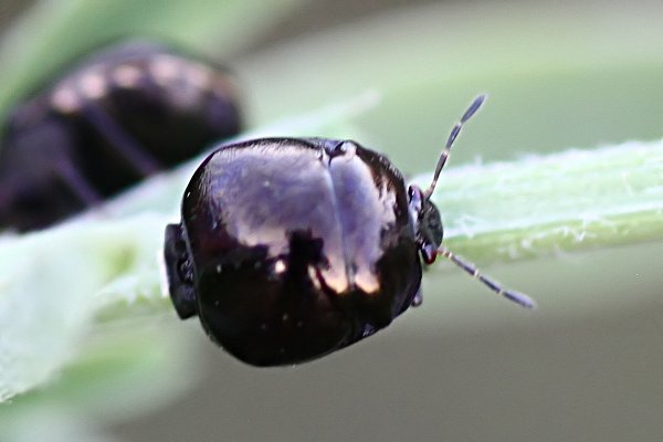 Coptosoma scutellatum 