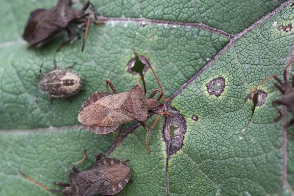 Coreus marginatus 