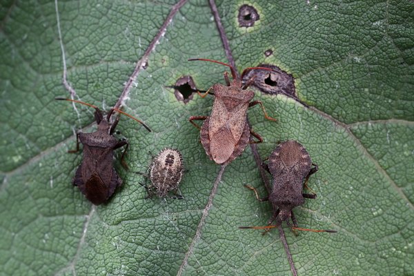 Coreus marginatus 