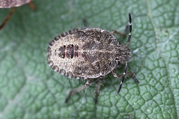 Coreus marginatus 