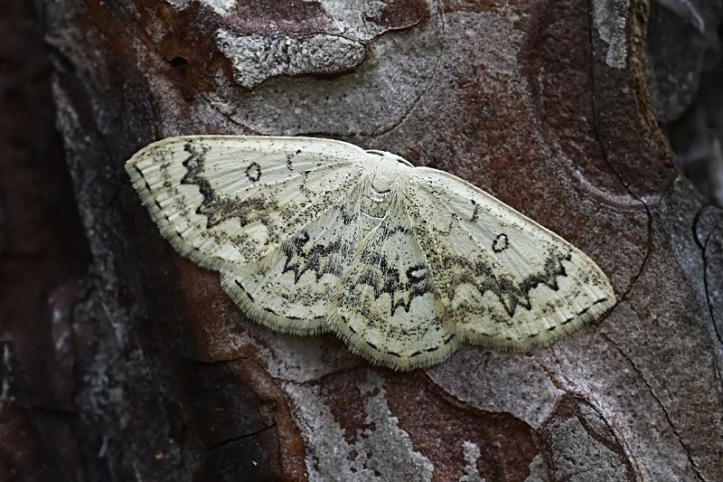 Cyclophora annularia 