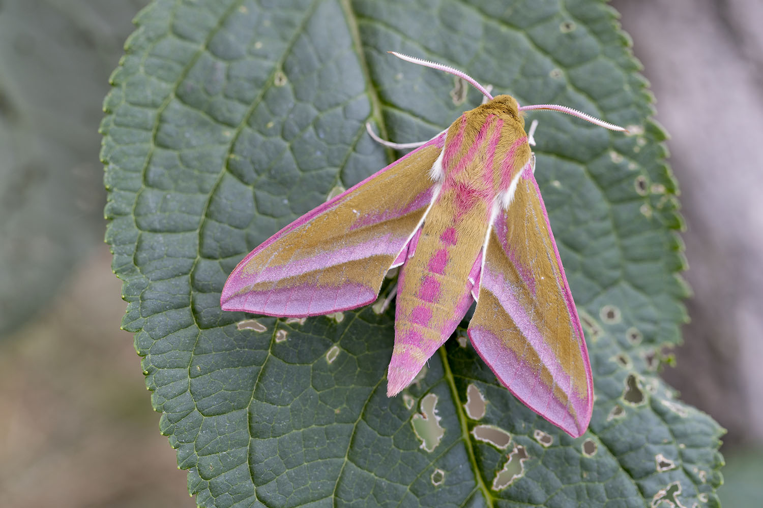 Deilephila elpenor 