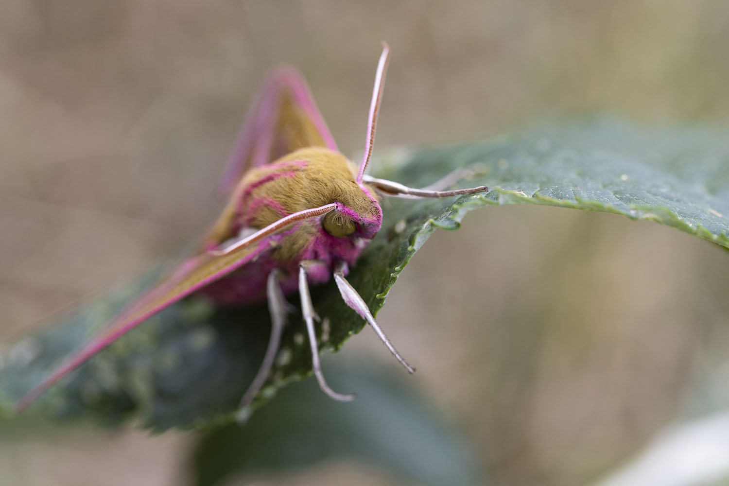 Deilephila elpenor 