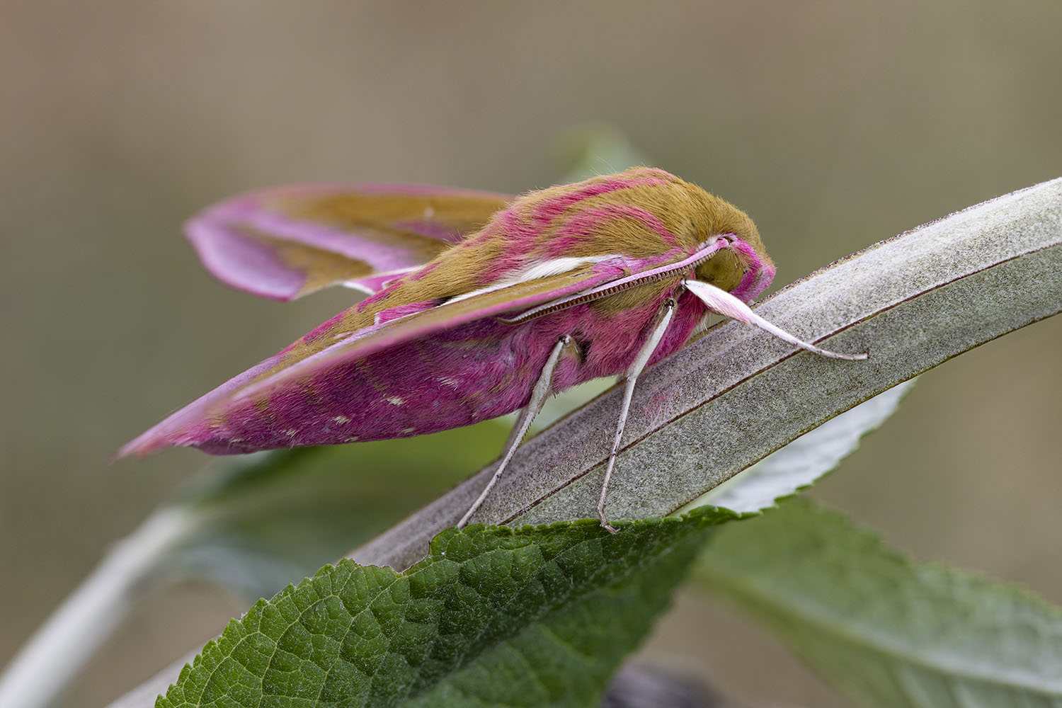 Deilephila elpenor 