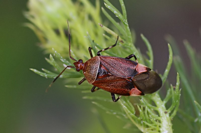 Deraeocoris olivaceus 