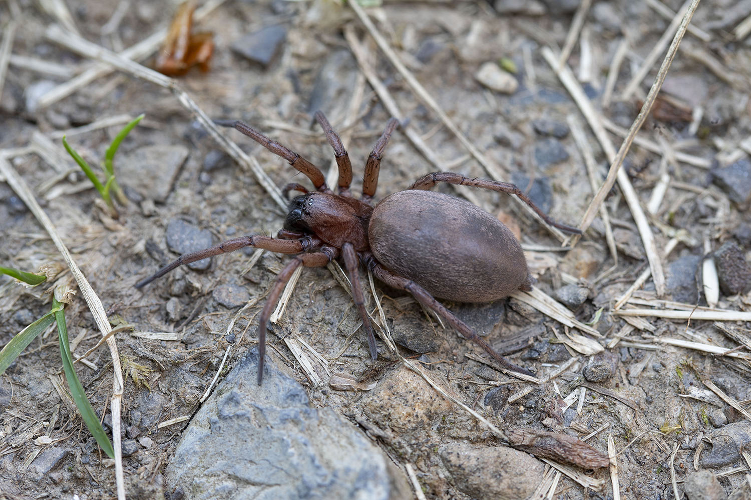 Drassodes cupreus 