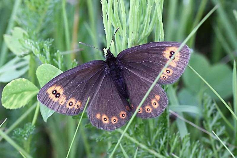 Erebia medusa 