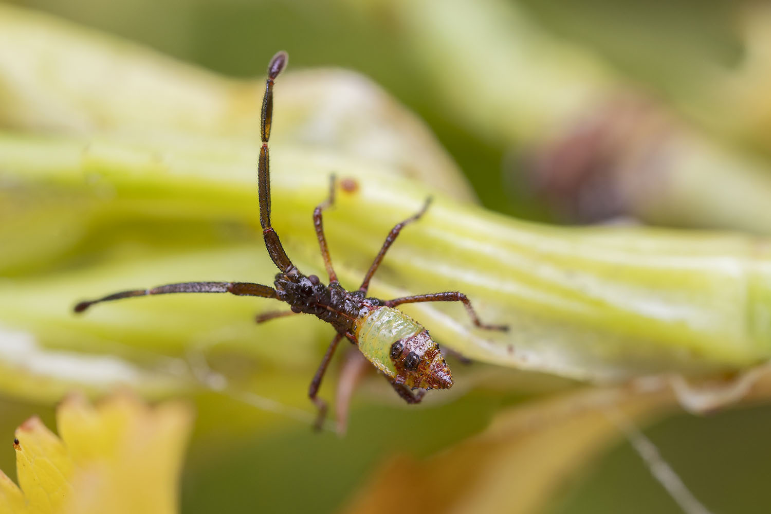 Gonocerus acuteangulatus 