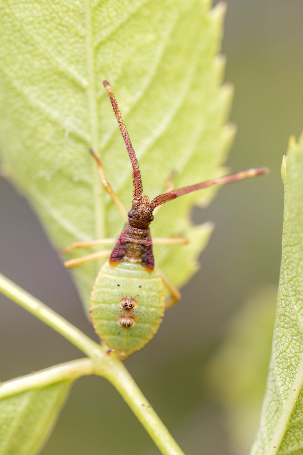 Gonocerus acuteangulatus 