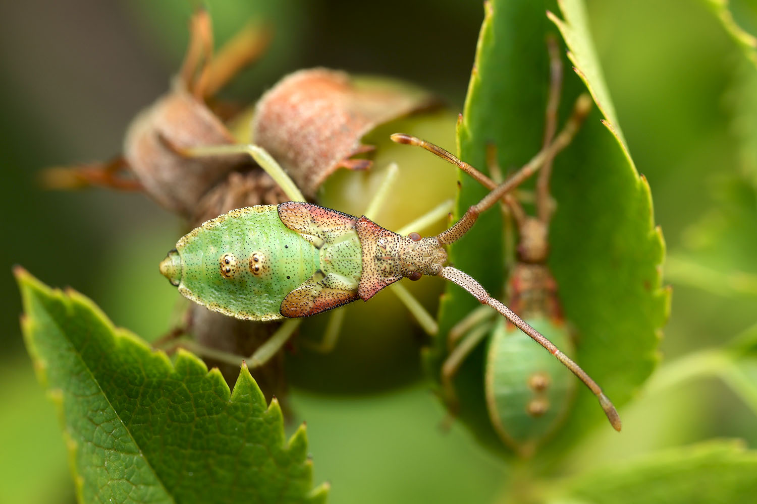 Gonocerus acuteangulatus 