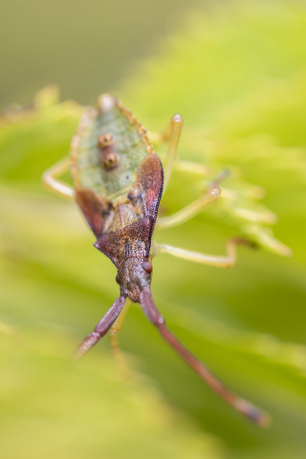 Gonocerus acuteangulatus 