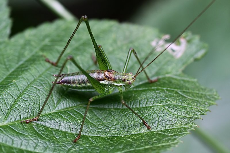 Leptophyes albovittata 