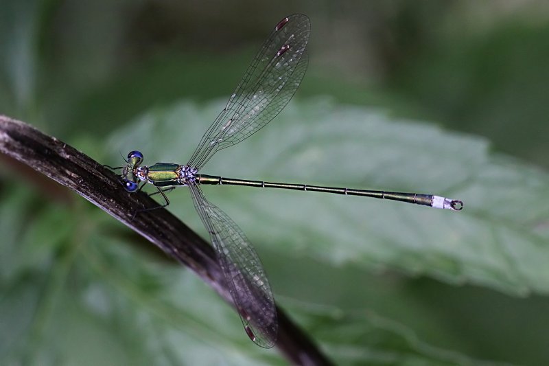 Lestes sponsa 