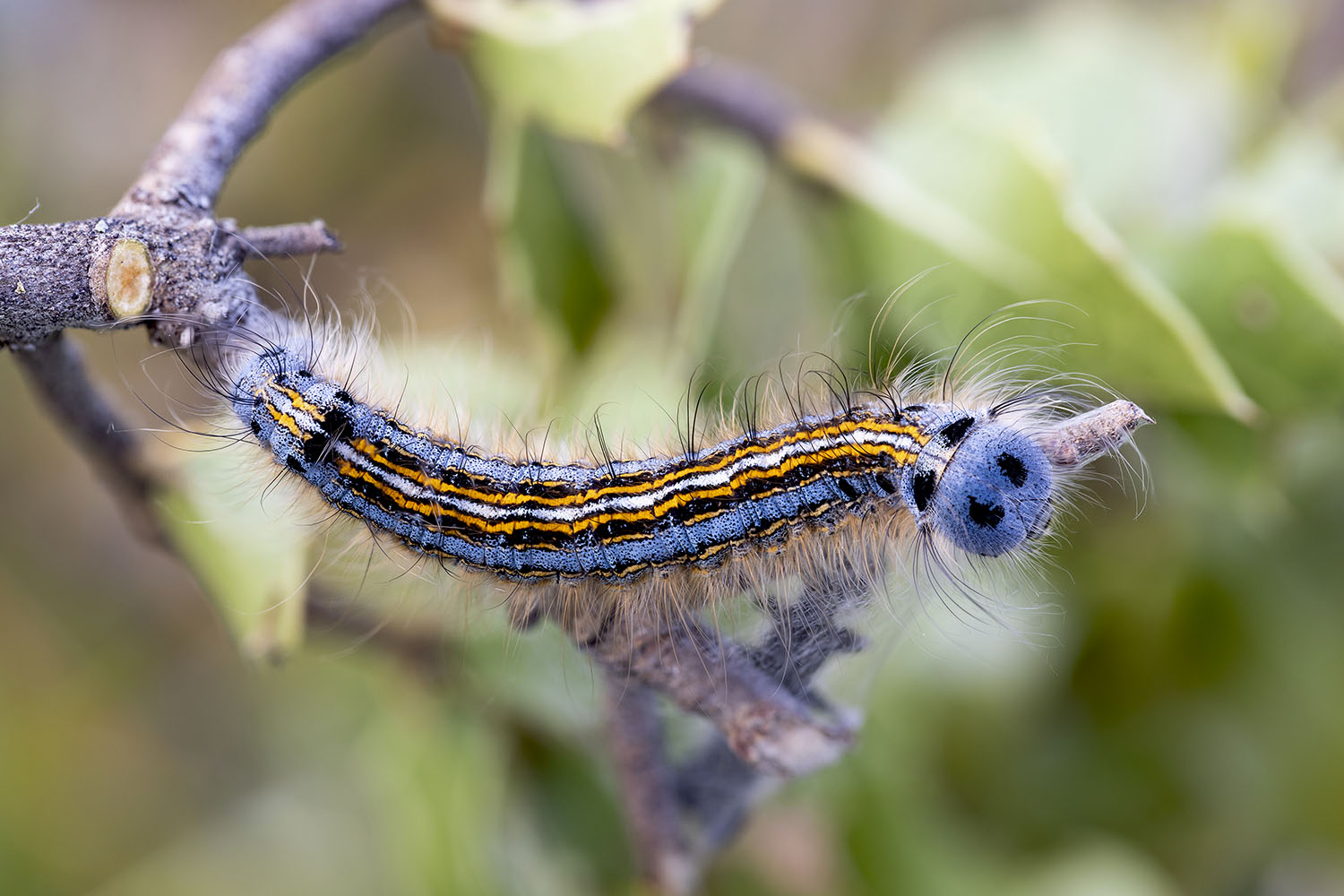 Malacosoma neustria 