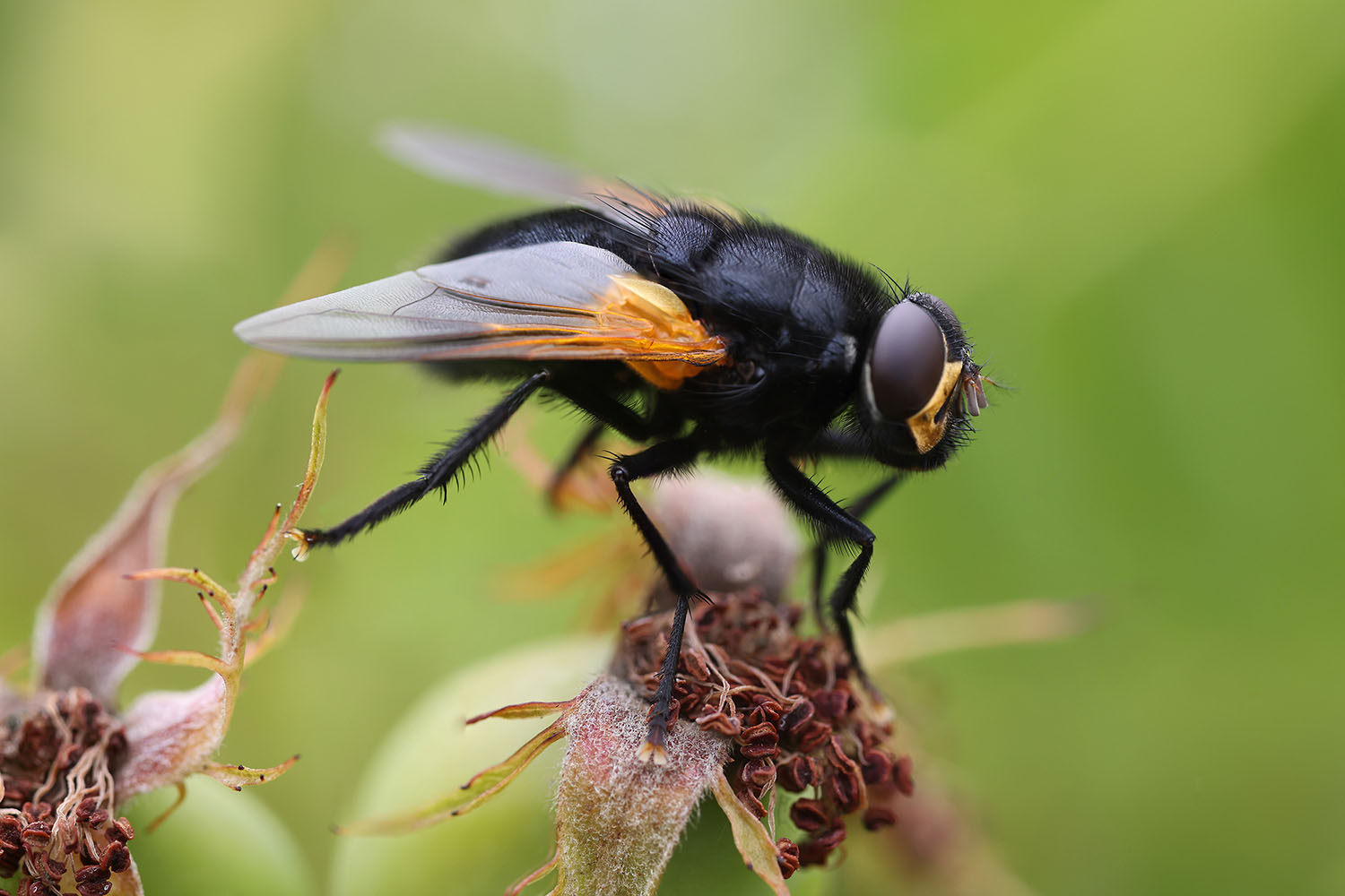 Mesembrina meridiana 