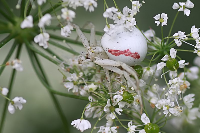 Misumena vatia 