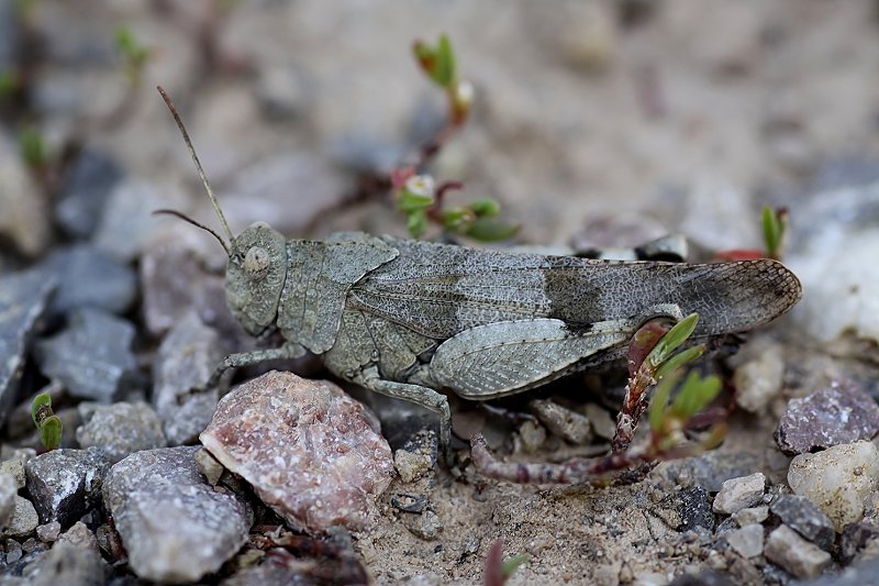 Oedipoda caerulescens 