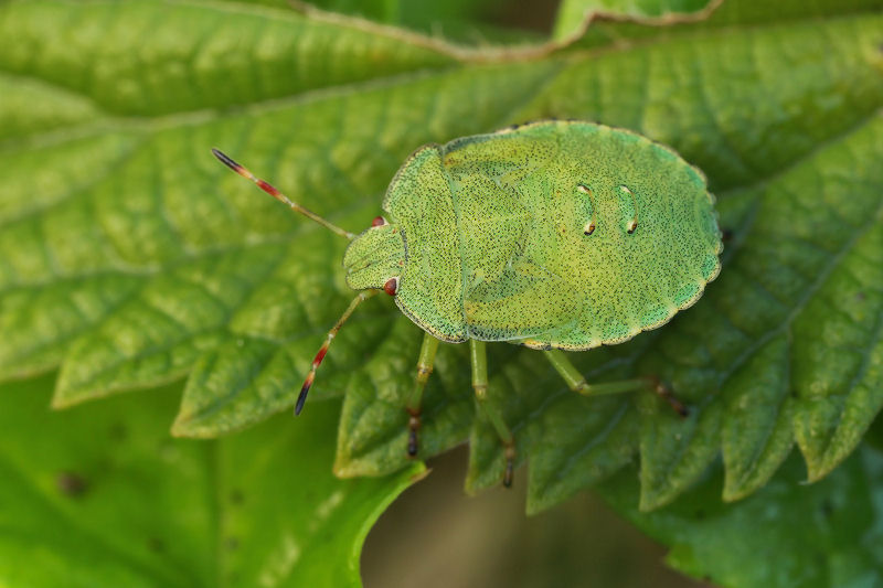 Palomena prasina 