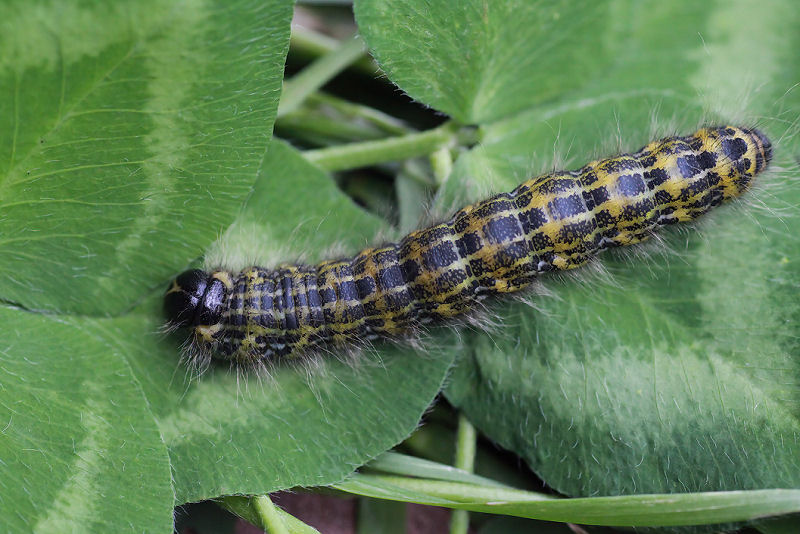 Phalera bucephala 