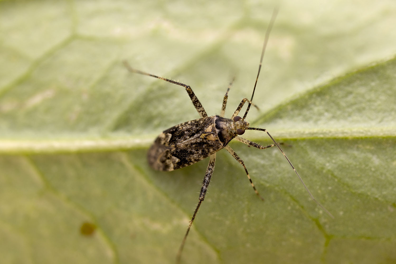 Phytocoris dimidiatus 