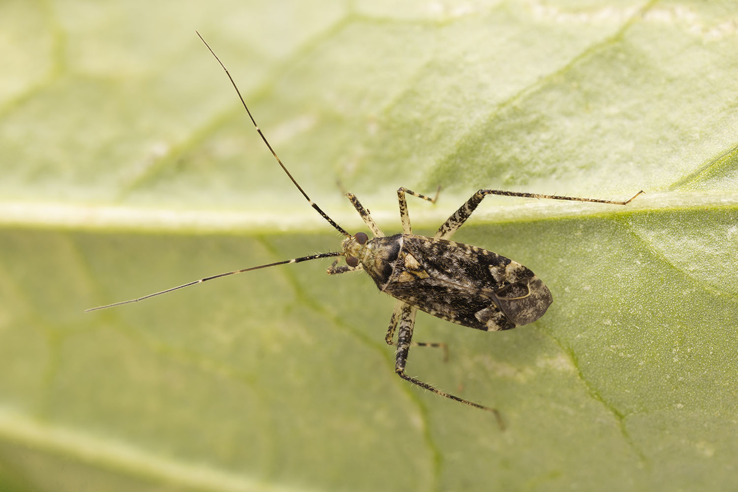 Phytocoris dimidiatus 