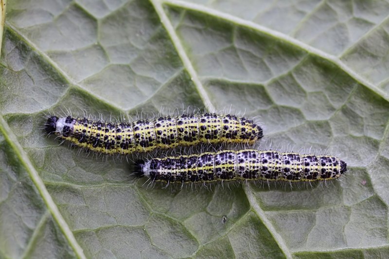 Pieris brassicae 