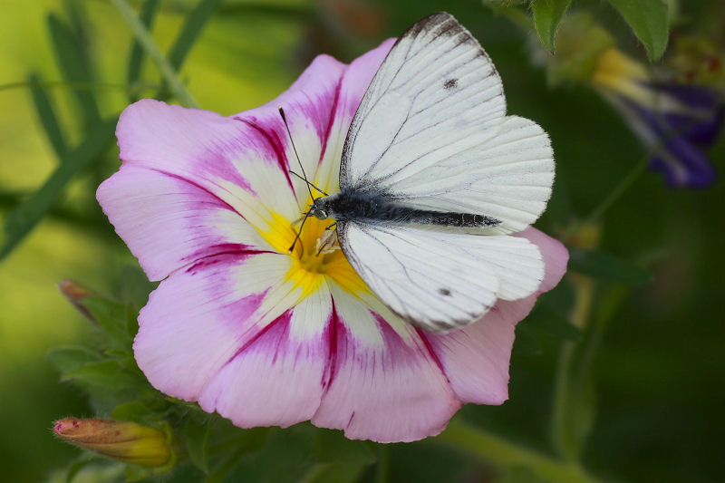 Pieris napi 