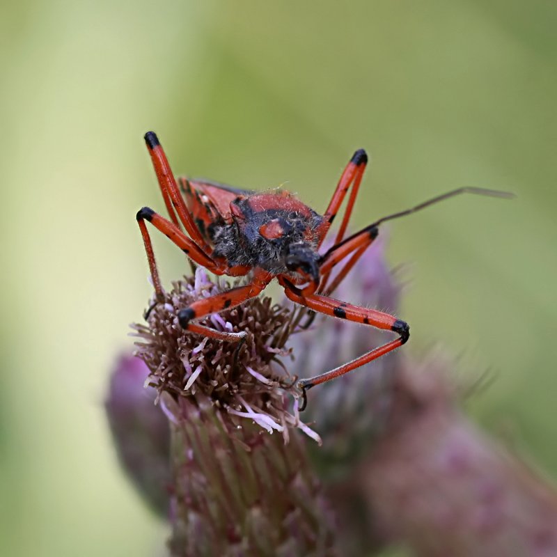 Rhinocoris iracundus 