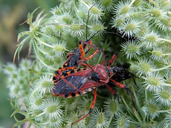 Rhinocoris iracundus 